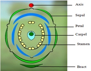 Take one flower each of the families fabaceae and solanaceae and write its  semi-technical description. also draw their floral diagram after studying  them.